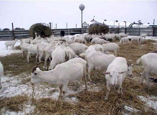 Wie man Ziegen im Winter hält