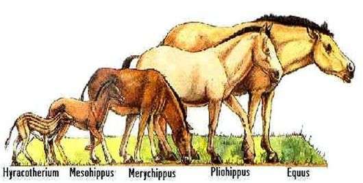 Herkunft und Entwicklung von Pferden