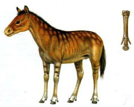 Herkunft und Entwicklung von Pferden