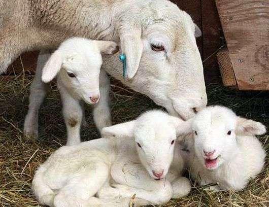 Wie man sich um Schafe kümmert