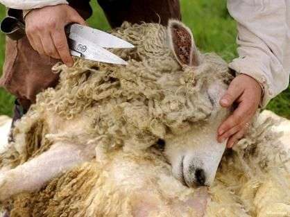 Wie man sich um Schafe kümmert