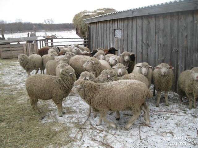 Futter für Schafe