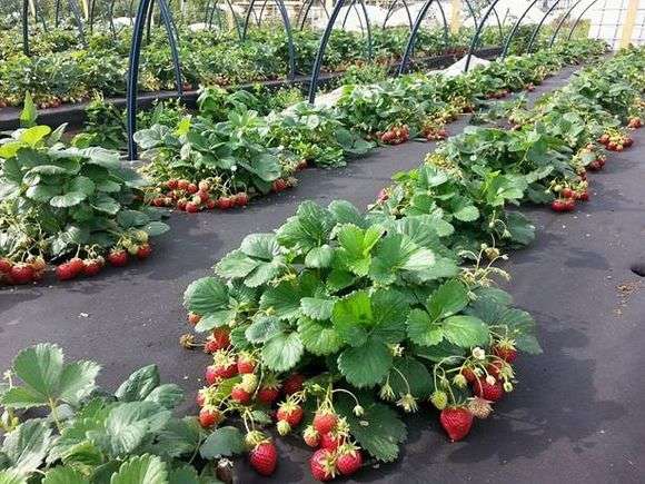 Erdbeeren im Frühjahr anpflanzen