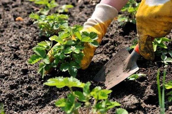 Erdbeeren im Frühjahr anpflanzen