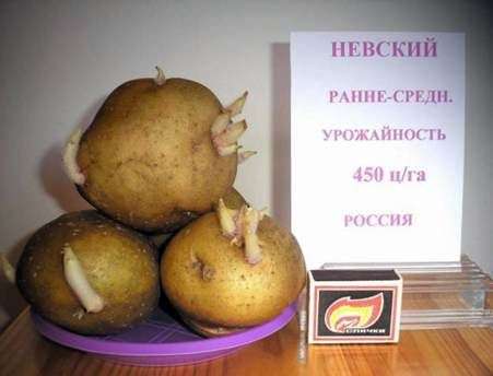 Kartoffelsorte Nevsky