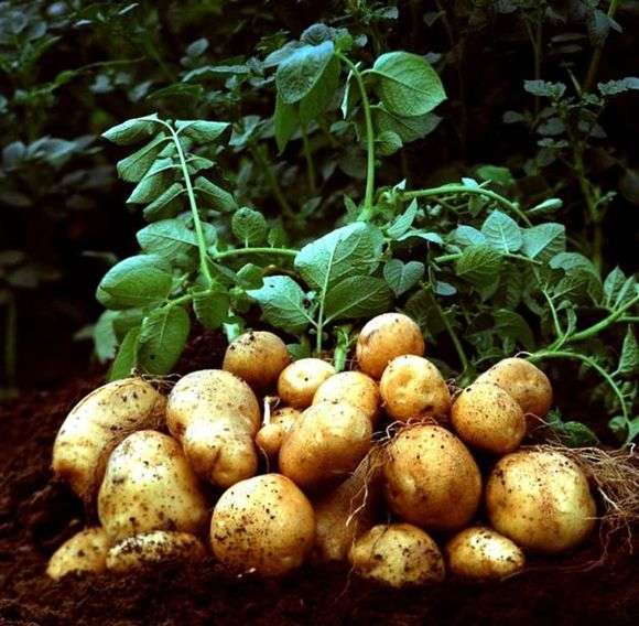 Frühe Kartoffelsorten
