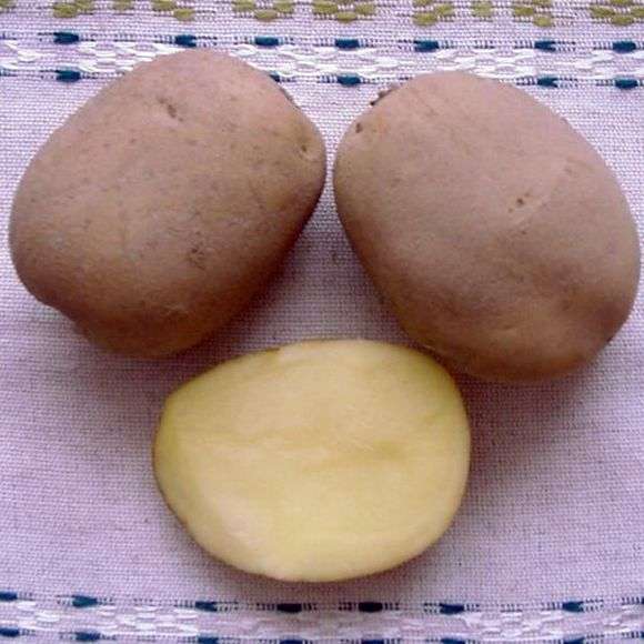 Kartoffelsorte Uladar