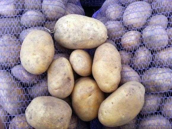 Kartoffelsorte Uladar