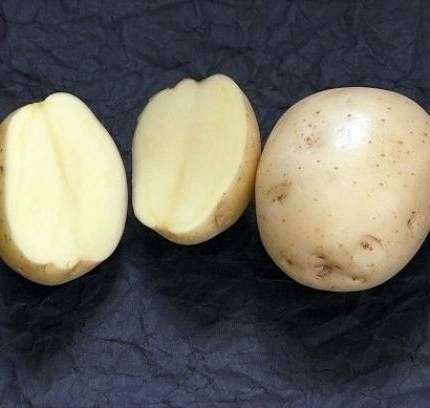 Kartoffelsorte Zhukovsky