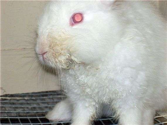 Infektionskrankheiten von Kaninchen