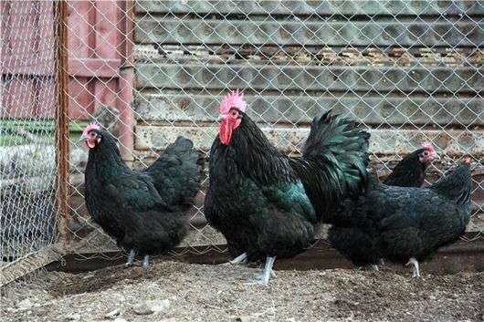 Die Rasse der Hühner Menorca