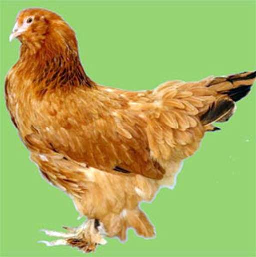 Hühner der Rasse Ushanka Lokmonogaya