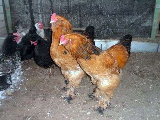 Hühner der Rasse Ushanka Lokmonogaya