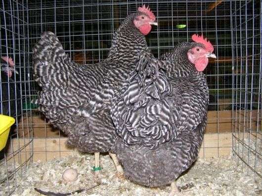 Huhn der Rasse Amrox