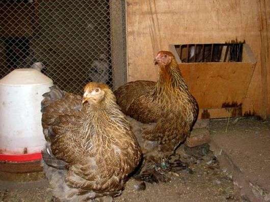 Hühner der Rasse Brauma Kurapatchataya