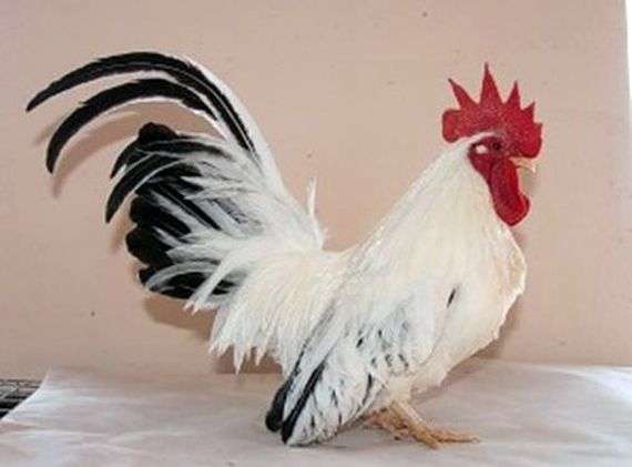 Die Rasse der Hühner Shabo