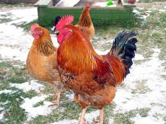 Kuchinskaya Jubiläumszucht von Hühnern