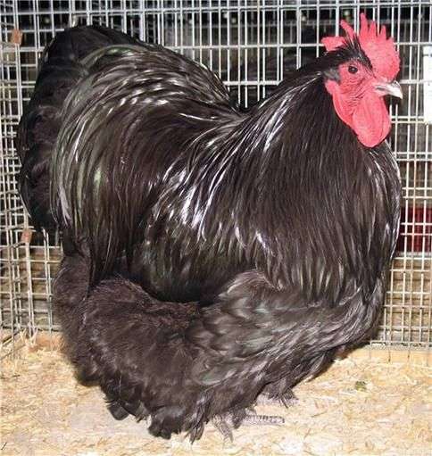 Das Orlington Huhn
