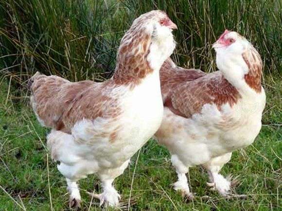 Die Rasse der Hühner Favelol