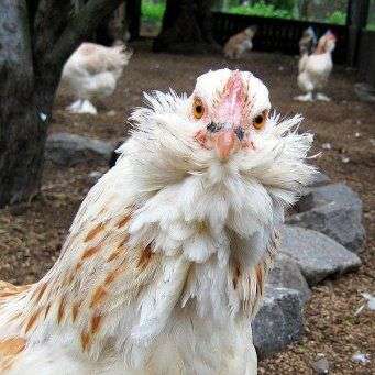 Die Rasse der Hühner Favelol