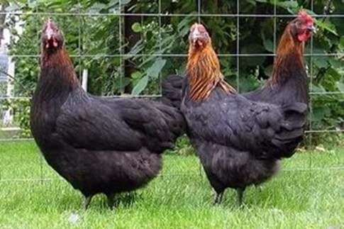 Die Rasse der Hühner Maran
