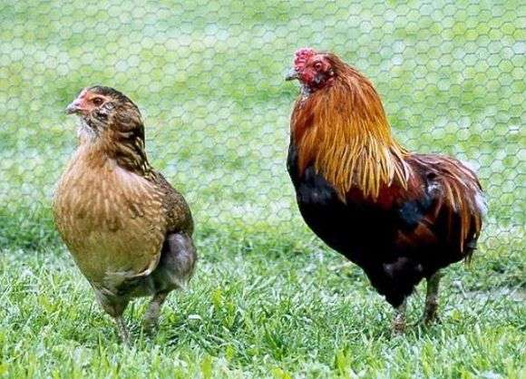 Die Rasse der Hühner Araucana
