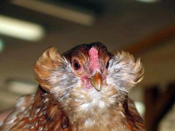 Die Rasse der Hühner Araucana