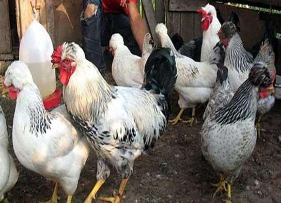 Die Rasse der Hühner Russian Crested