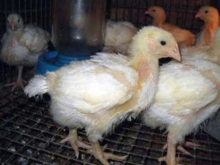 Die Rasse der Hühner Broiler