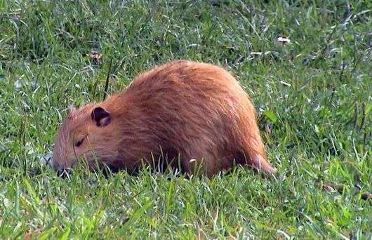 Goldener Nutria