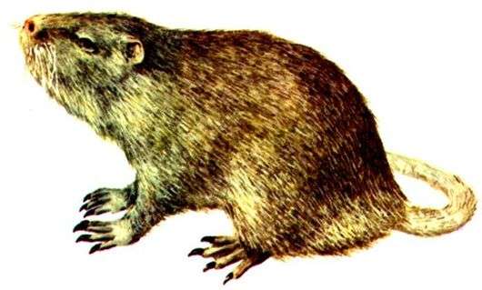 Sahne Nutria