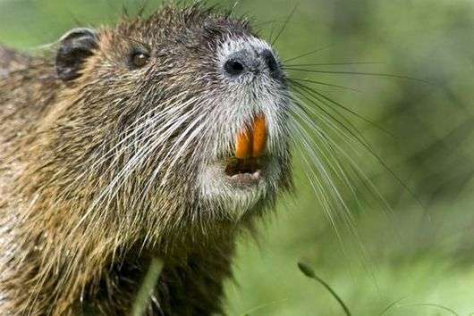 Eigenschaften und Struktur von Nutria