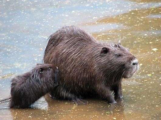 Eigenschaften und Struktur von Nutria