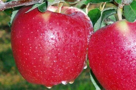 Apfelbaumsorte Starkrimson