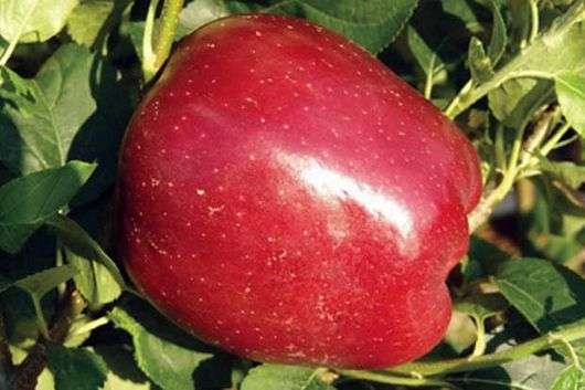 Apfelbaumsorte Starkrimson