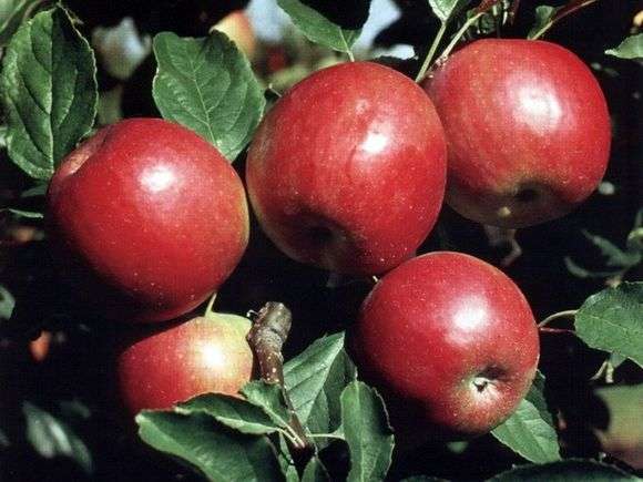 Vielzahl von Äpfeln Idared