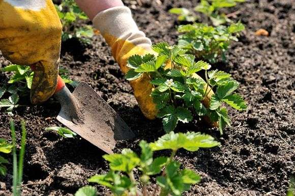 Wilde Erdbeere im Frühjahr anpflanzen