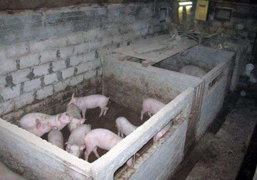 Räumlichkeiten für Schweine