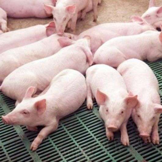 Hybridisierung in Schweinen
