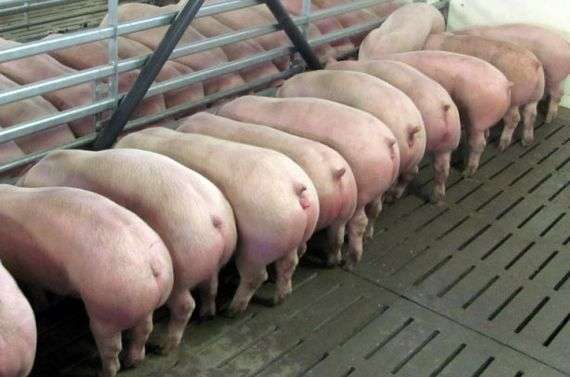 Wie wird die Fleischmast von Schweinen hergestellt?