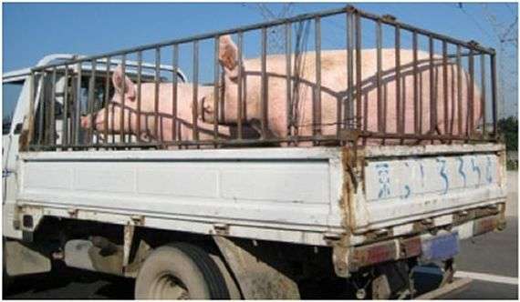 Regeln für den Transport von Schweinen