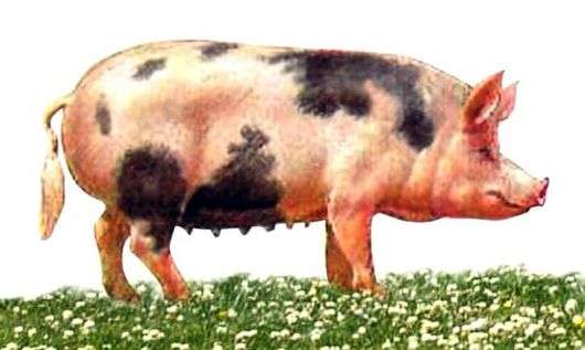 Nordkaukasische Rasse von Schweinen