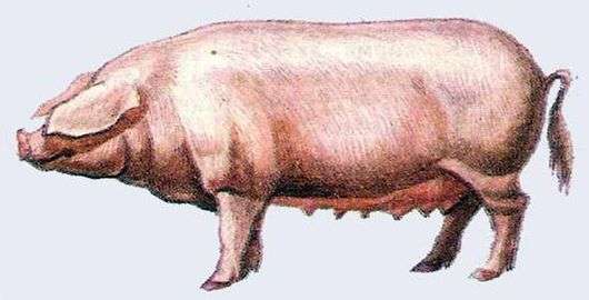 Estonian Speck Schweine