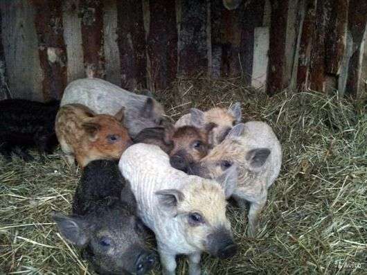 Die Rasse der Schweine Ungarische Mangalitsa