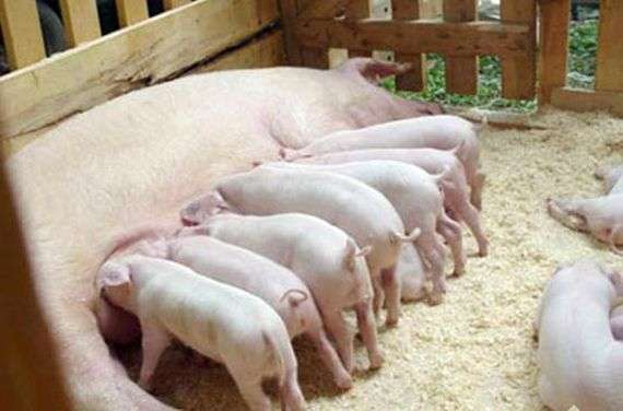 Die Rasse der Schweine Landras