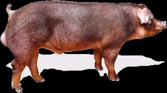 Rassen von Schweinen Duroc