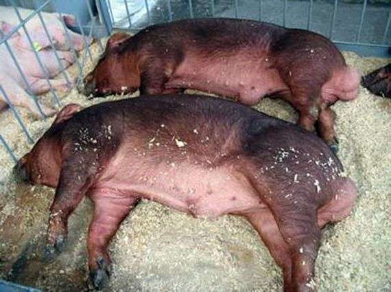 Rassen von Schweinen Duroc