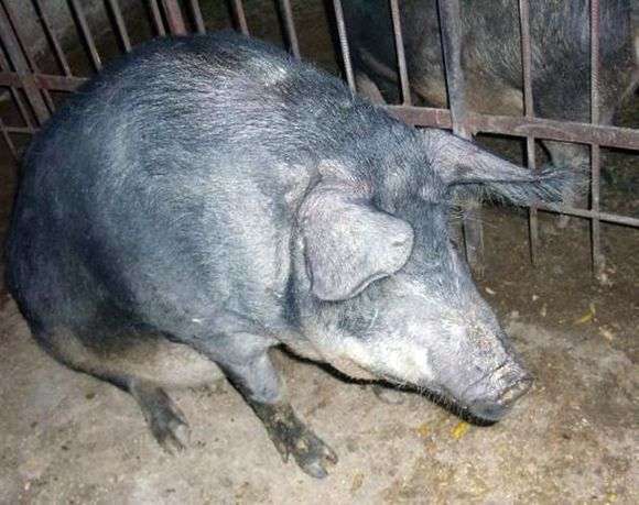 Schweinezucht Mangal