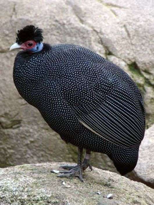 Crested Zucht von Perlhuhn