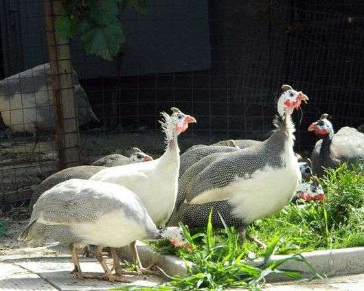 Zagorsky weiß bärtige Pinguinzucht